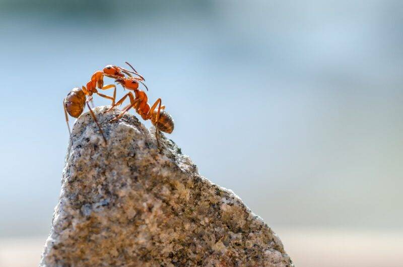 jak pozbyć się mrówek w ogrodzie