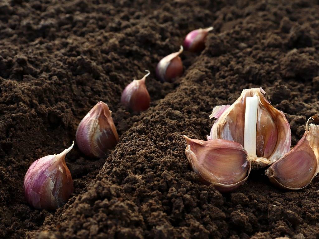 Kiedy sadzić czosnek — wskazówki dotyczące sadzenia czosnku