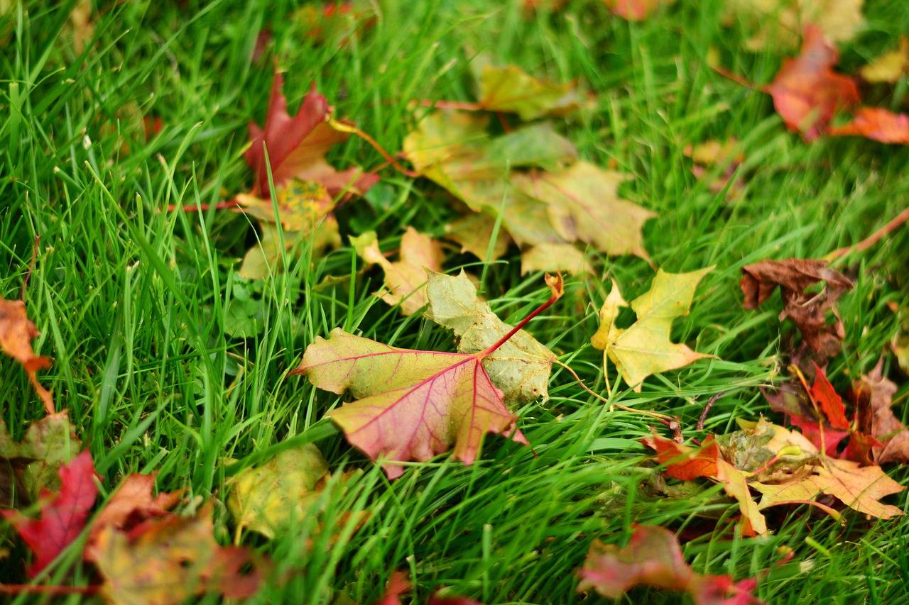 Pielęgnacja trawnika jesienią