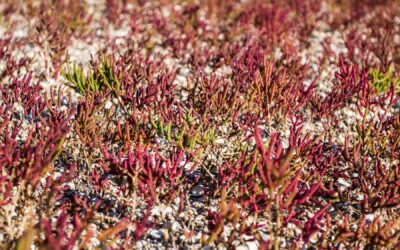 Trawy ozdobne czerwone wieloletnie – sadzenie i pielęgnacja
