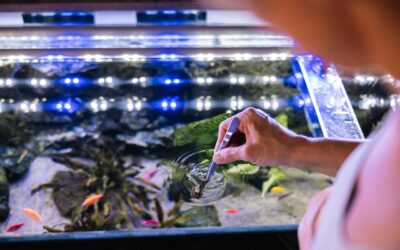 Akwaria Optiwhite – dlaczego użytkownicy tak chętnie po nie sięgają?