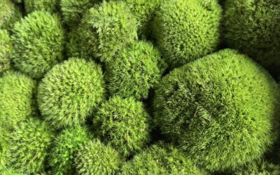 Mech dekoracyjny we wnętrzach – jak stworzyć naturalną ozdobę krok po kroku?